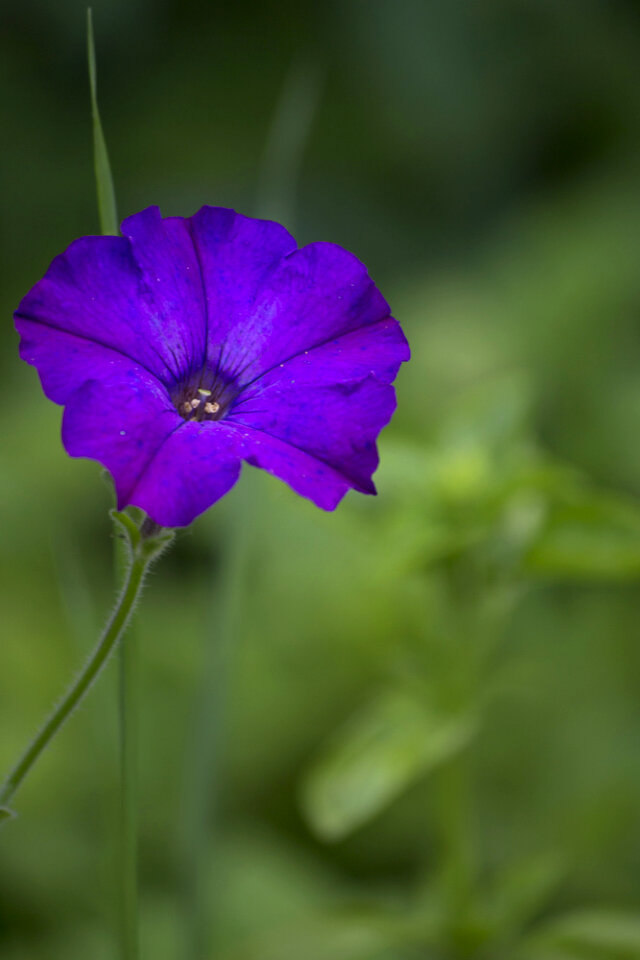 Violet bindweed flower