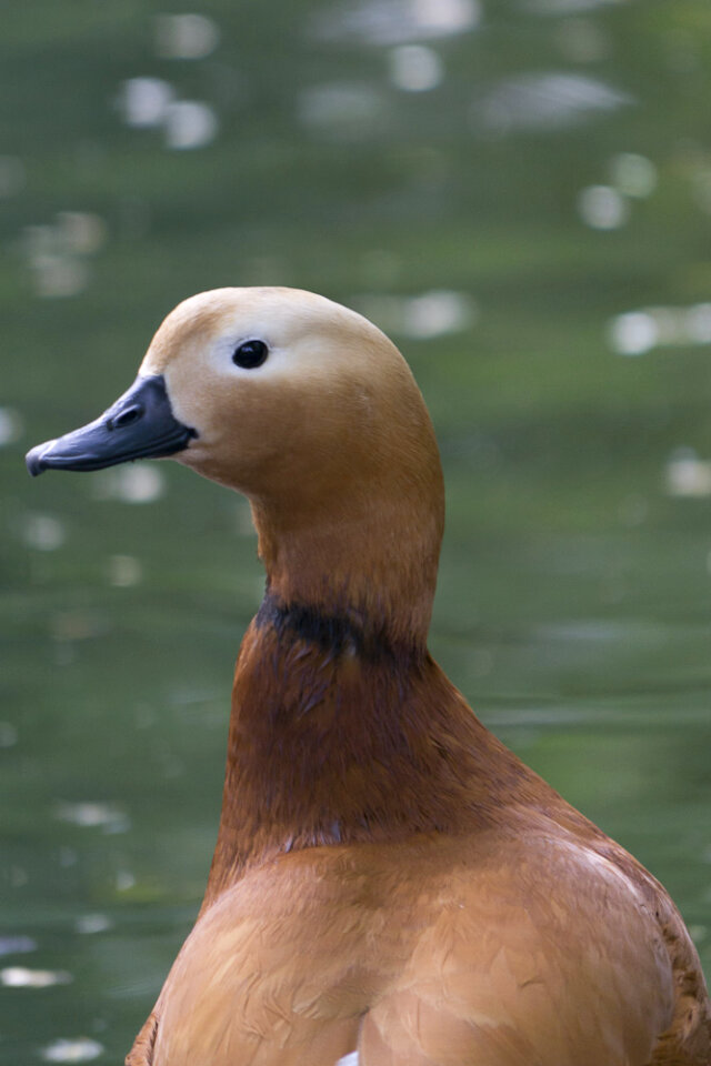 Male ruddy sheldrake photo