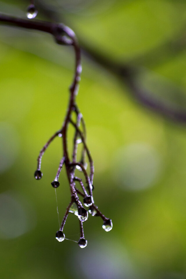 Small raindrops on naked twigs