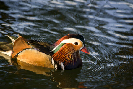 Mandarin male duck swimming