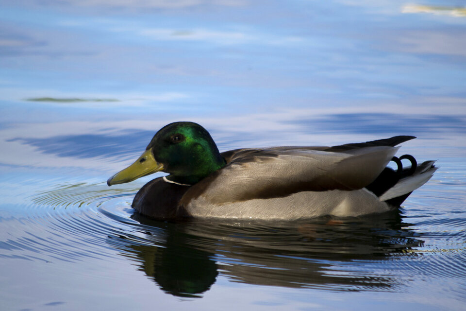 Mallard drake in water photo