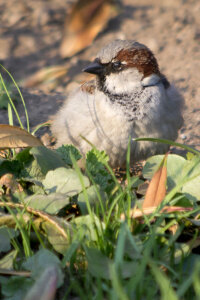 Adult male house sparrow in grass photo