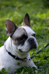 Black and white Boston Bull Terrier photo