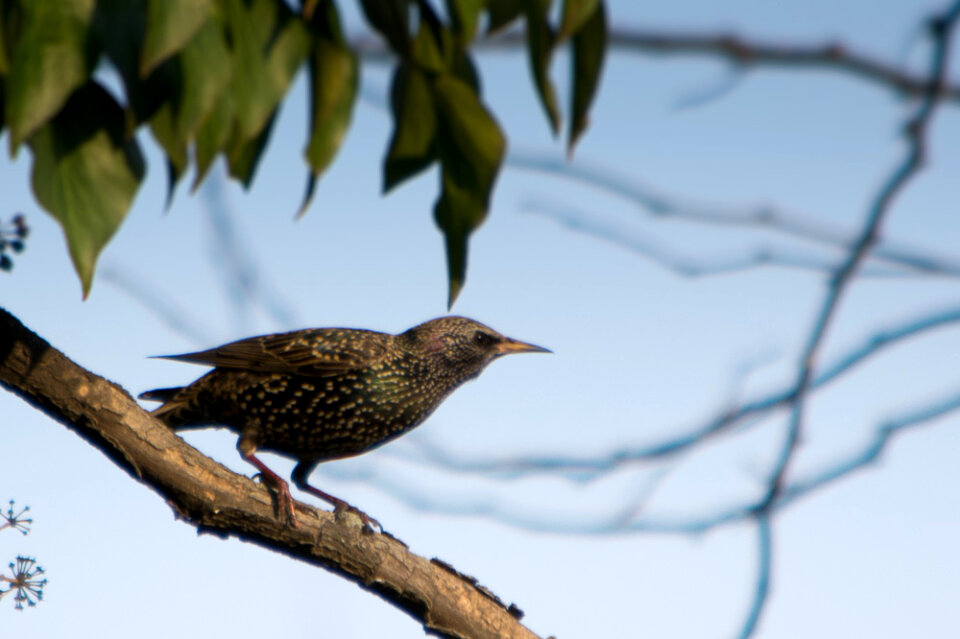 Common starling on branch