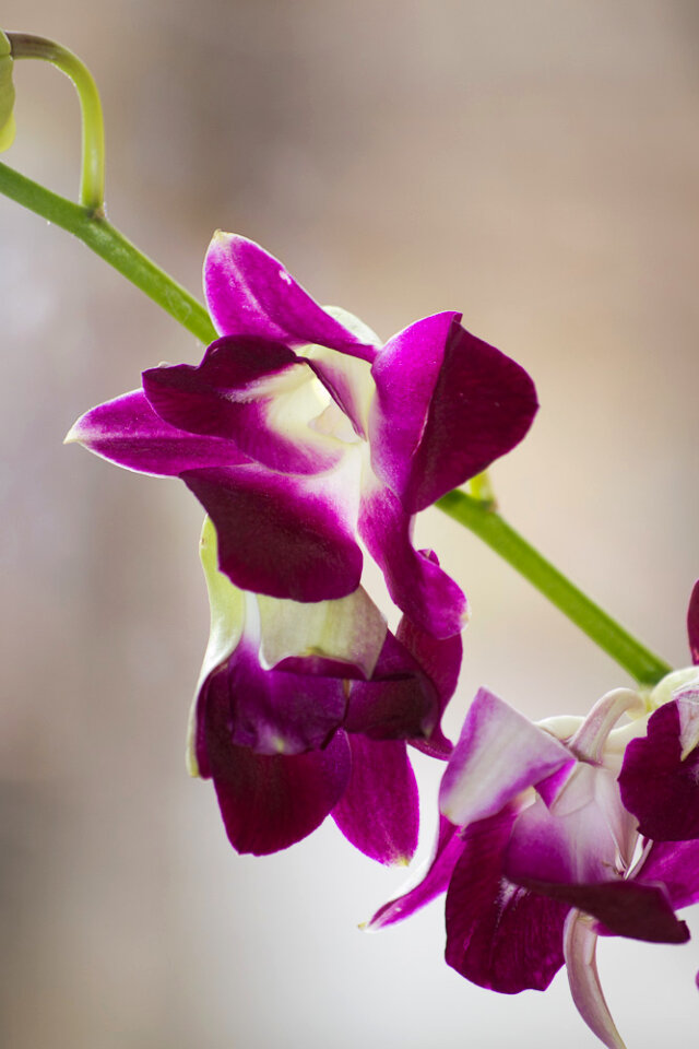 Delicate pink orchid photo