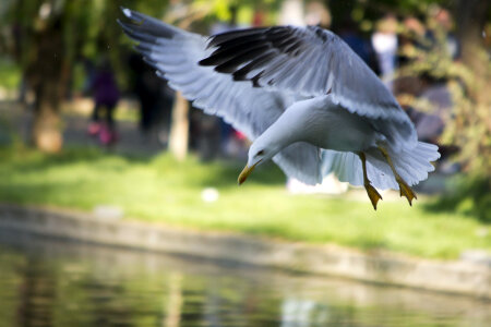 Yellow legged gull landing