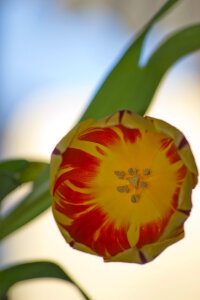 Red striped yellow tulip photo