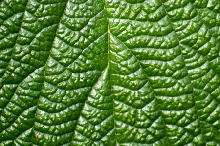 Leaf veins photo