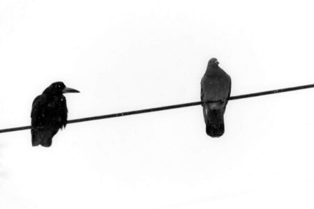 Crow and pigeon on wire under snowfall
