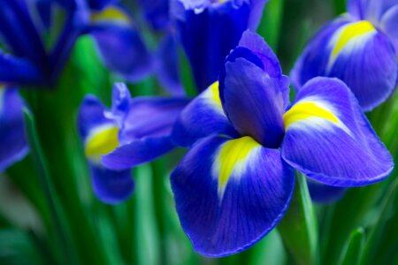 Violet iris petals