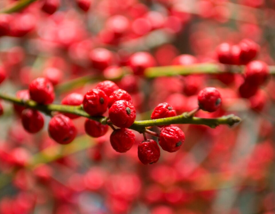 European mountain ash pomes