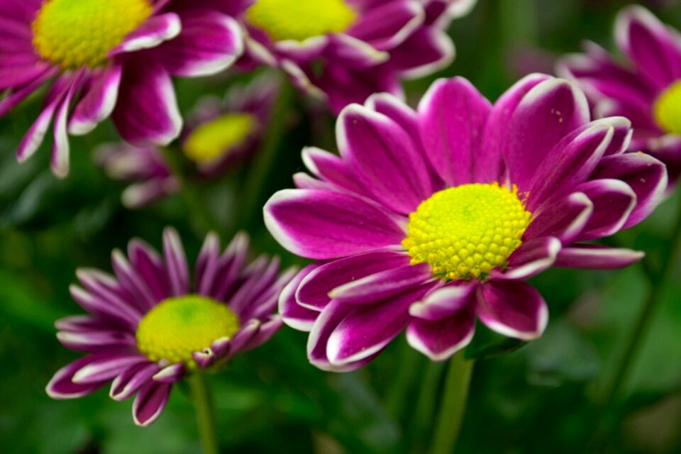 Purple daisy with white tips photo