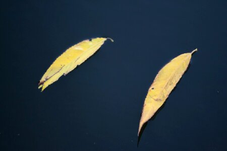 Yellow willow leaves photo