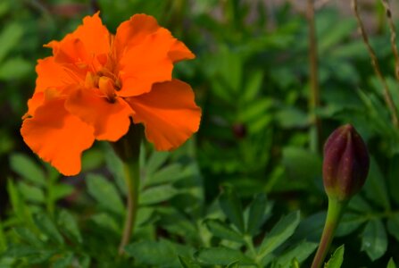 Golden marigold