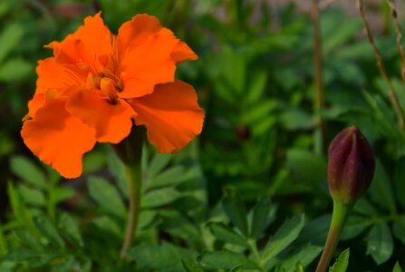 Golden marigold photo