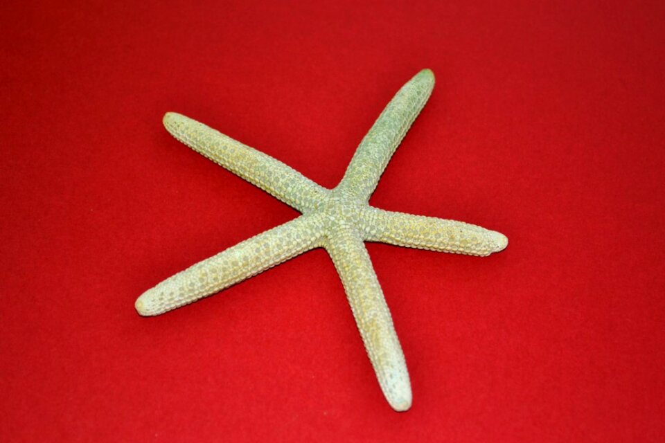 Green dried starfish on red background