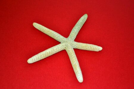 Green dried starfish on red background