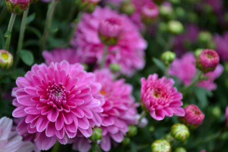 Pink dahlia bush