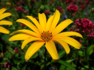Yellow daisy close up photo