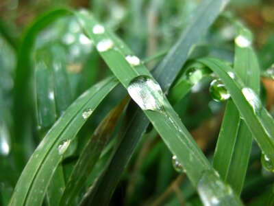 Dew on grass blade photo