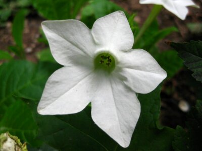 Jasmine tobacco flower