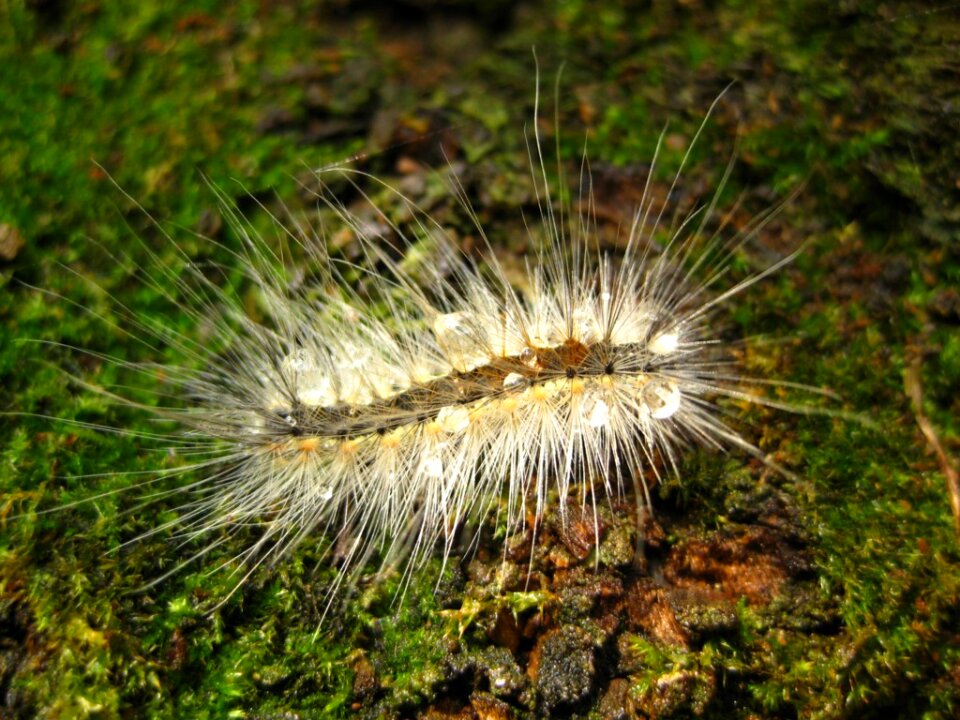 Hairy caterpillar on moss after rain