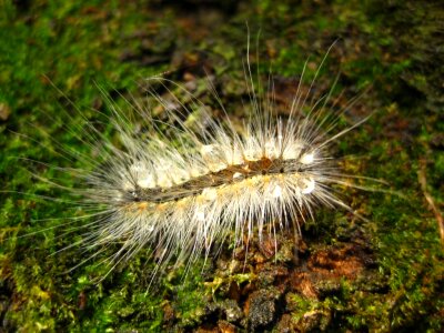 Hairy caterpillar on moss after rain photo