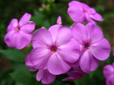 Purple phlox flower