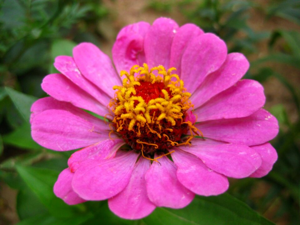 Pink Zinnia flower