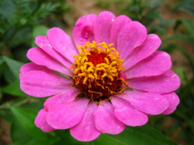 Pink Zinnia flower photo