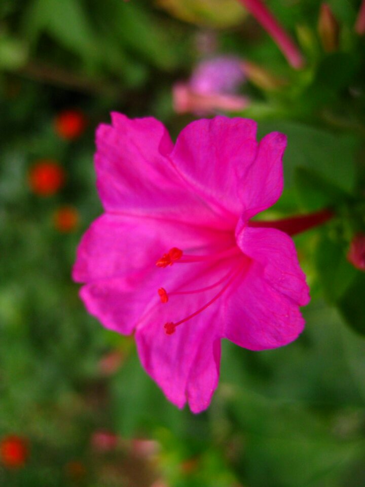 Fuchsia four o clock flower