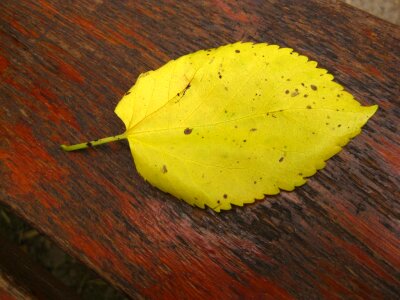 Fallen yellow leaf photo