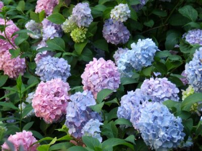 Pink and blue hydrangeas photo