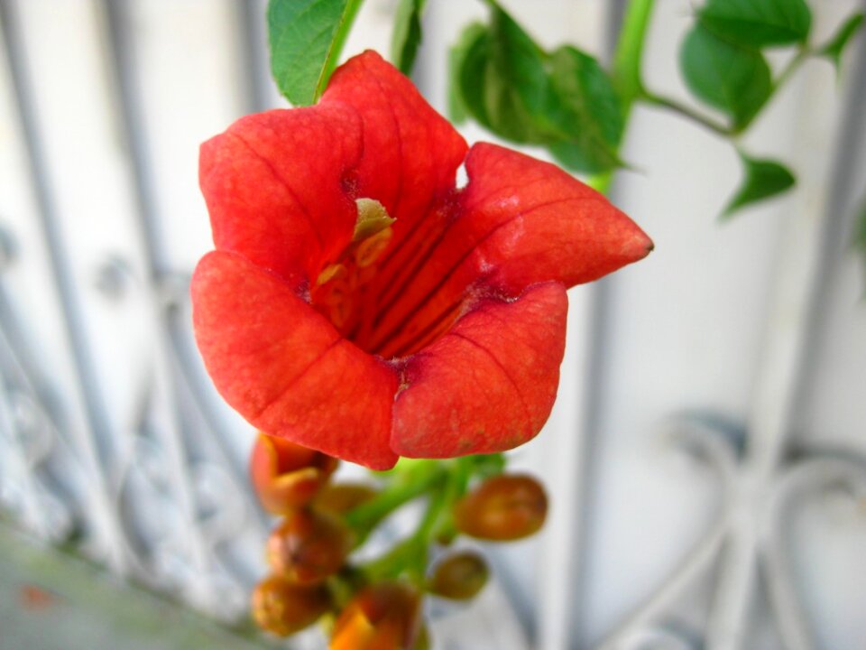 Close up shot of trumpet vine