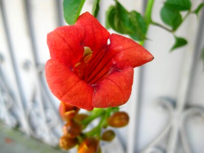 Close up shot of trumpet vine