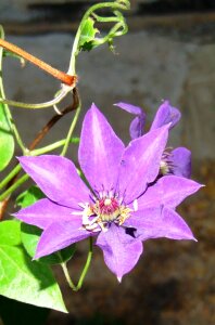 Purple clematis variety photo