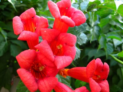 Trumpet vine flowers