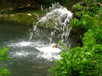 Swan under waterfall