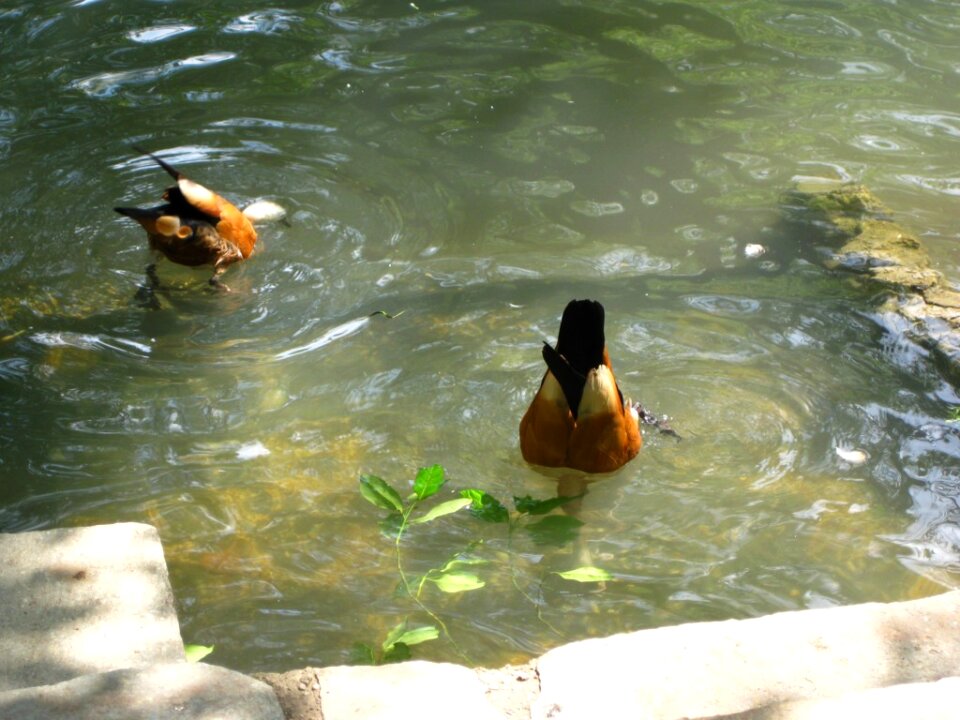 Mandarin ducks diving