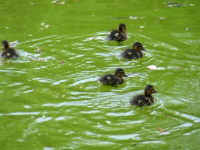 Group of ducklings photo