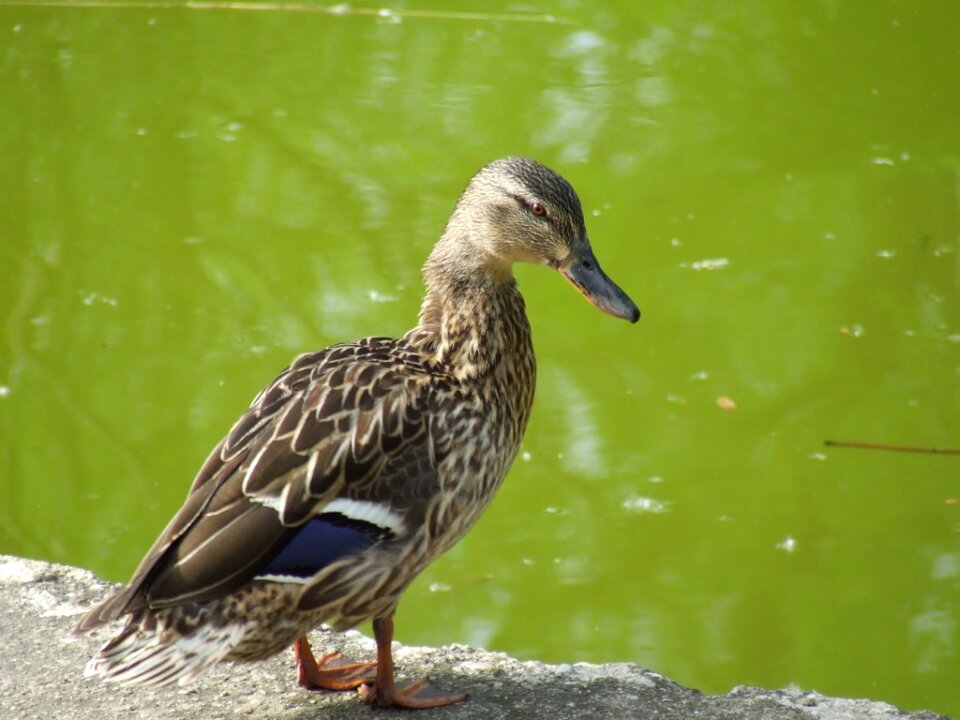 Duck on lake border