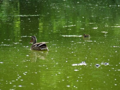 Mother duck with its ducklings