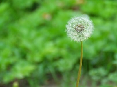 Dandelion in the grass