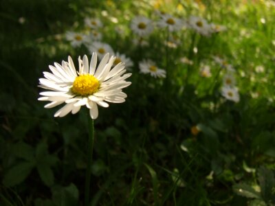 Chamomile field