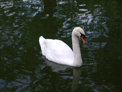 White swan