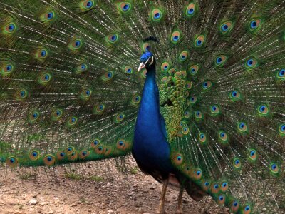 Peacock showing off feathers photo