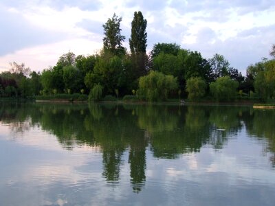 Trees mirroring in the lake