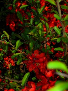 Cherry red bush flowers