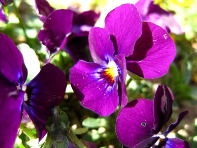 Violet pansy photo