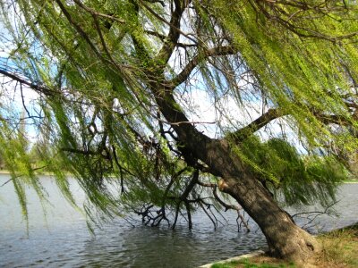 Tree leaning over water photo
